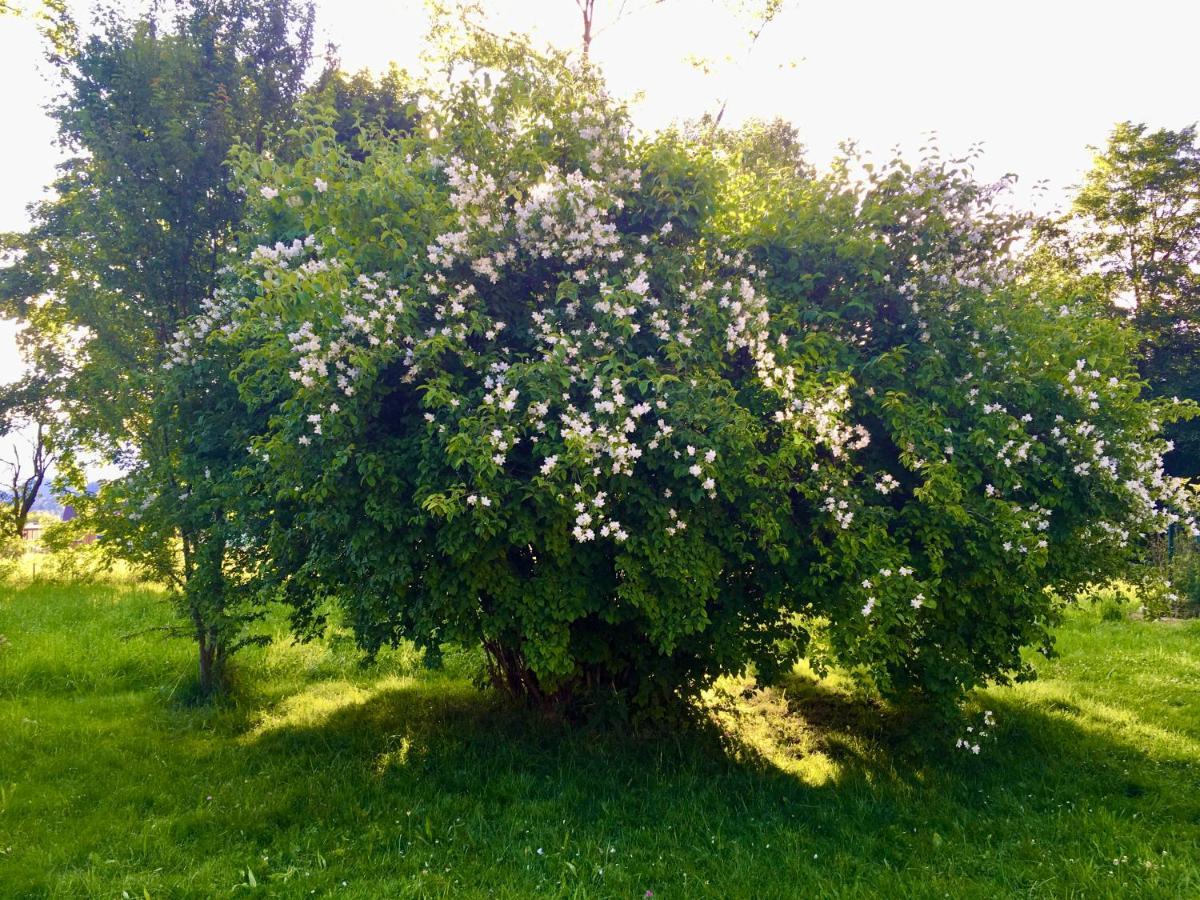 Preitenegg Naturforsthaus Gartenblick Fuer Hunde - Und Naturverbundene Menschen المظهر الخارجي الصورة